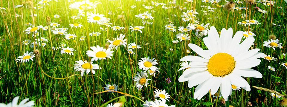 blumen